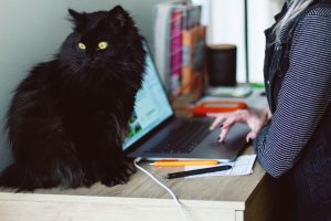 Tips for Working from Home with Your Cat or Dog | atlanticvetseattle.com