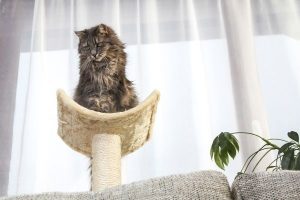 Environmental Enrichment Activities for Indoor Cats | AtlanticVetSeattle.com