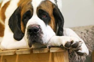 Cruciate Ligament Injuries in Dogs and Cats: A Complete Guide | atlanticvetseattle.com