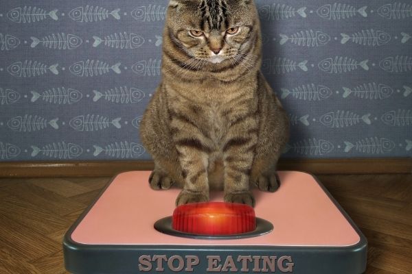 Weight Loss Tips for Dogs and Cats | atlanticvetseattle.com