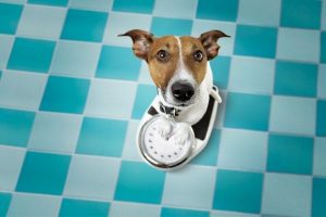 Weight Loss Tips for Dogs and Cats | atlanticvetseattle.com