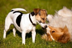 6 Steps to Introduce a New Dog to Your Current Dog | atlanticvetseattle.com