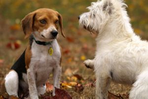 6 Steps to Introduce a New Dog to Your Current Dog | atlanticvetseattle.com