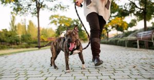 Why Your Dog is the Perfect Workout Buddy | atlanticvetseattle.com