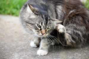 What You Need to Know About Fleas, Ticks and Parasite Preventives | atlanticvetseattle.com