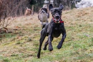 10 Tips for a Safe and Fun Off-Leash Dog Park Outing | AtlanticVetSeattle.com