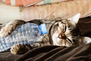 cat holding a water bottle