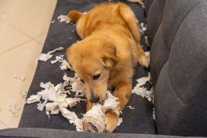 puppy shredding toilet paper