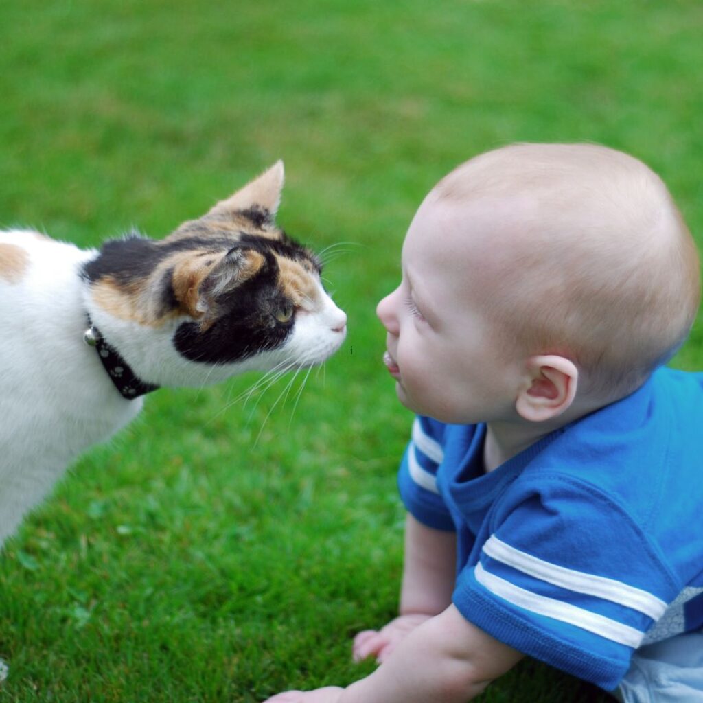 10 Reasons Your Cat Cries or Meows at Night (and what to do about it