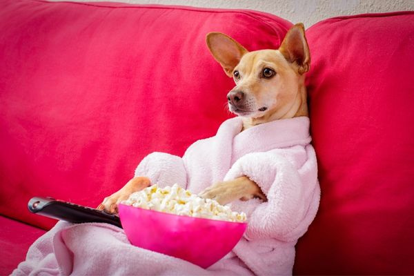 10 Family-Friendly Christmas Movies Featuring Dogs and Cats | Atlantic Vet  Seattle