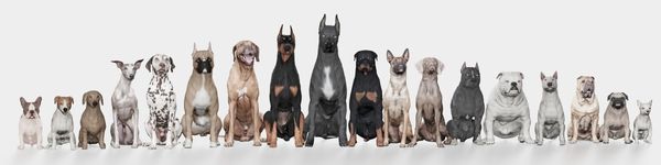 Dog breeds large to small