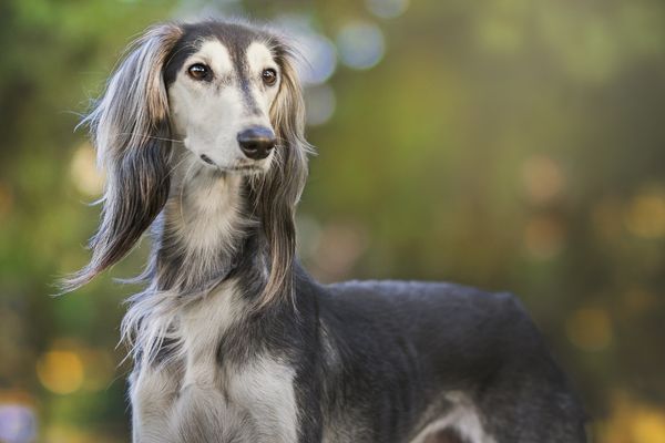 Type Five Enneagram - Greyhound